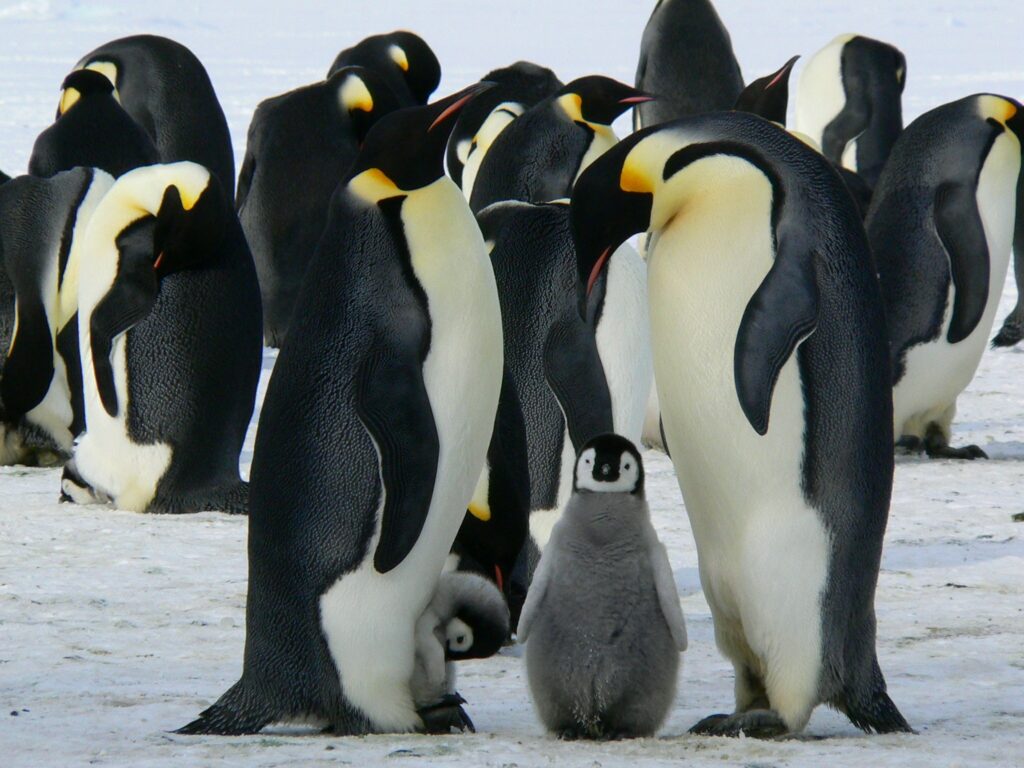 A Penguin Family