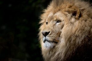 Pixabayhttps://www.pexels.com/@pixabayhttps://images.pexels.com/photos/33045/lion-wild-africa-african.jpg